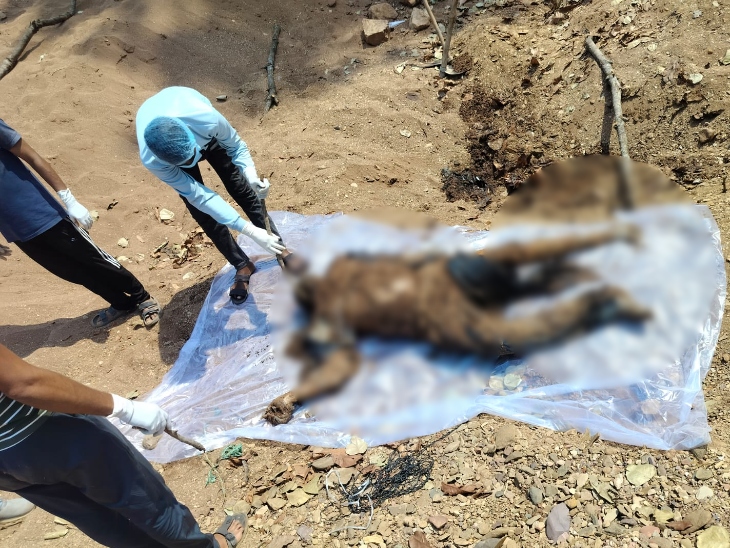 8 दिन बाद मिली लाश पूरी तरह से सड़ चुकी थी।