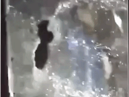 आतंकी पन्नू ने अंबेडकर की प्रतिमा को तोड़ने का वीडियो जारी किया है।