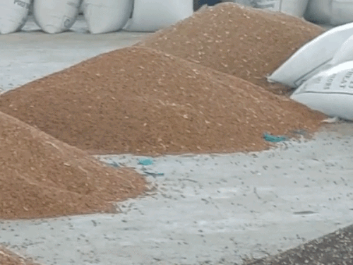 अनाज मंडी में पड़ी फसल का दृश्य। - Dainik Bhaskar