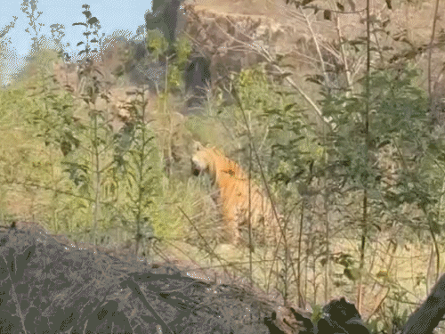 मंदिर के रास्ते में झाड़ियों में बैठा बाघ मलंग