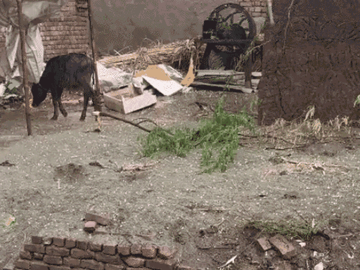 मथुरा- जिले में ओले गिरे, तेज हवाओं के साथ बारिश हुई।