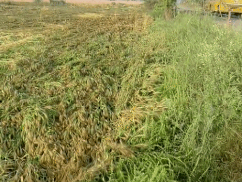 हिसार के मिर्जापुर गांव में बारिश और ओलावृष्टि के कारण खेत में बिछी गेहूं की फसल। - Dainik Bhaskar