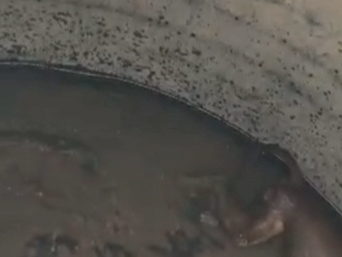 पानी की टंकी में मृत पड़ा बंदर।