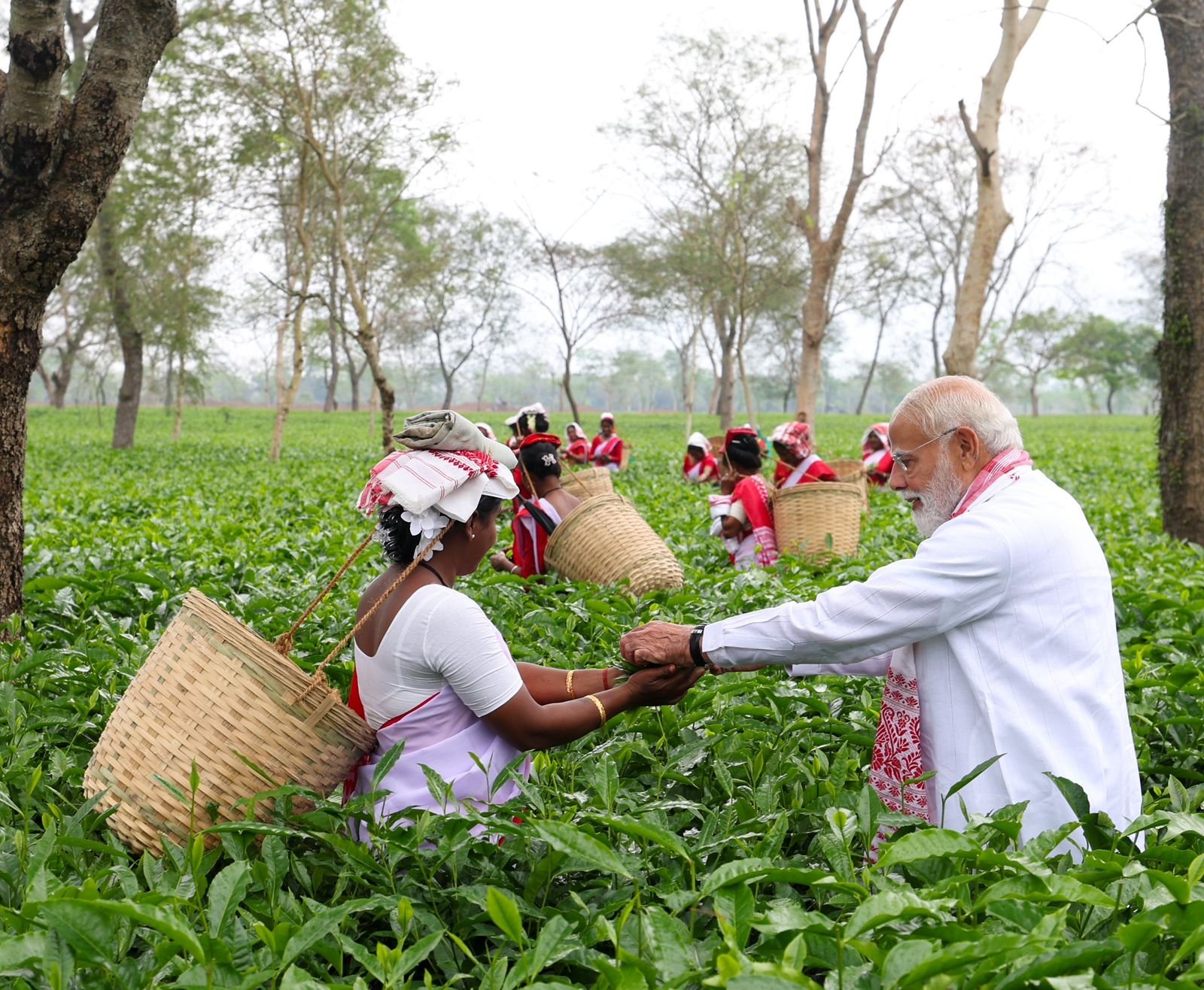 पीएम मोदी ने चाय बागान में पत्ती तोड़ी और महिला को रखने के लिए दी।