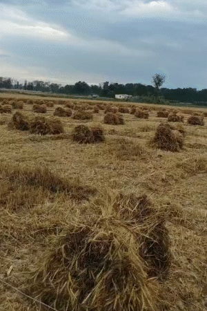 तस्वीर अंबेडकरगर जिले की है। यहां बारिश से गेहूं की फसल खराब हो गई। किसान जल्दबाजी में फसल काट रहे हैं।