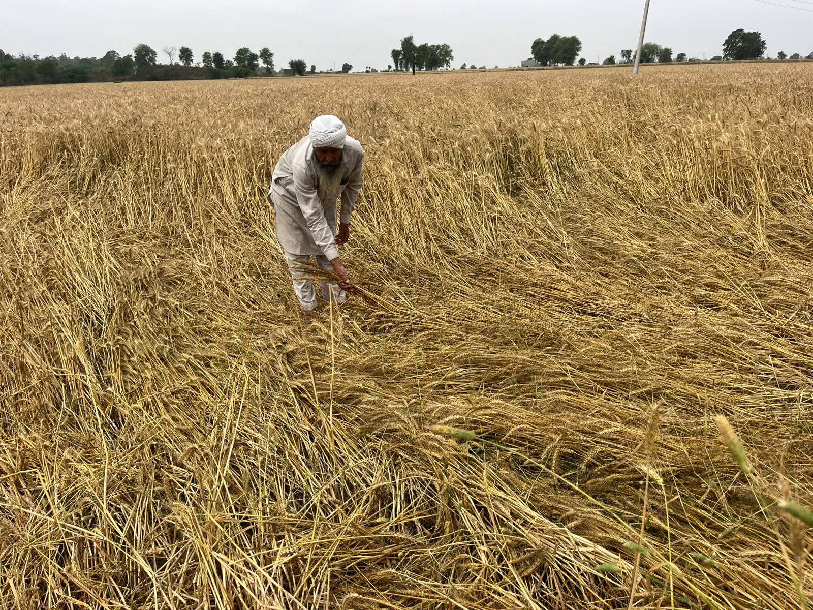 सिरसा के डबवाली में ओले गिरने से खड़ी गेहूं की फसल बिछ गई।