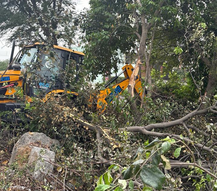 पंजाब और हरियाणा हाईकोर्ट ने वृक्षों की कटाई पर रोक लगा दी है (फाइल फोटो)।