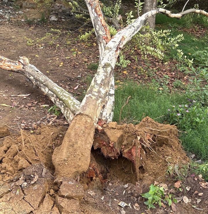 हरियाणा में वृक्षों की कटाई पर रोक लगी (फाइल फोटो)।