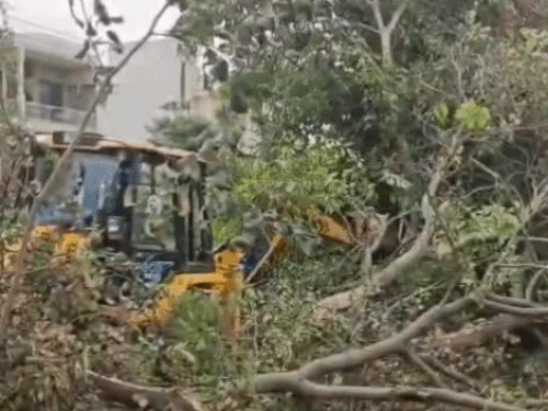 सेक्टर-6 में पेड़ों को तोड़ते हुए जेसीबी।