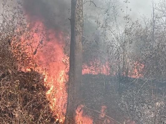 नर्सरी में लगी भीषण आग