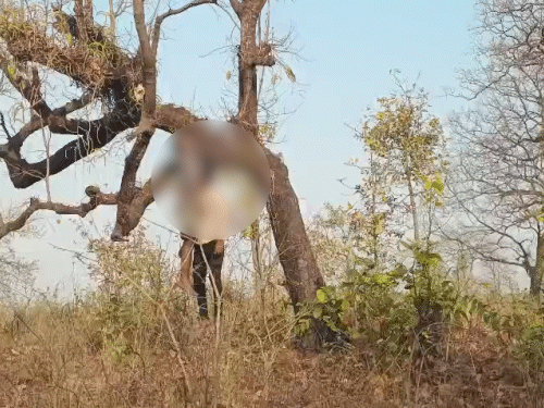 जंगल के बीच एक पेड़ पर कपड़े का फंदा बना था।