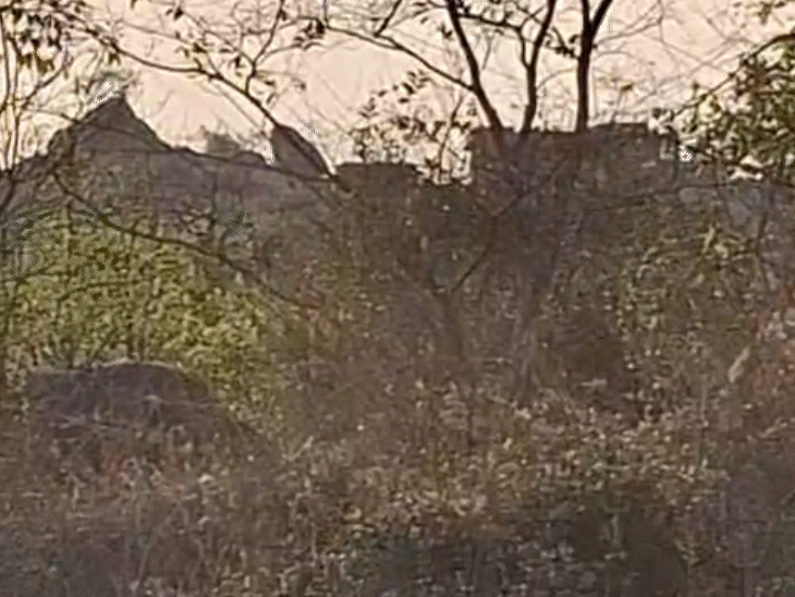 जबलपुर में अवैध खनन पर कलेक्टर कोर्ट का बड़ा फैसला:  कॉलोनाइजर पर 4 करोड़ का जुर्माना, गूगल अर्थ इमेज बनी साक्ष्य; पहाड़ी को बना रहे थे समतल – Jabalpur News