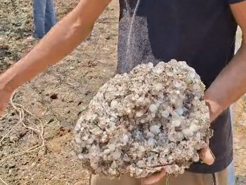 4 अप्रैल तक किसानों के खेतों में ओले दिखे थे। किसानों को अब सरकार से मदद की आस है।