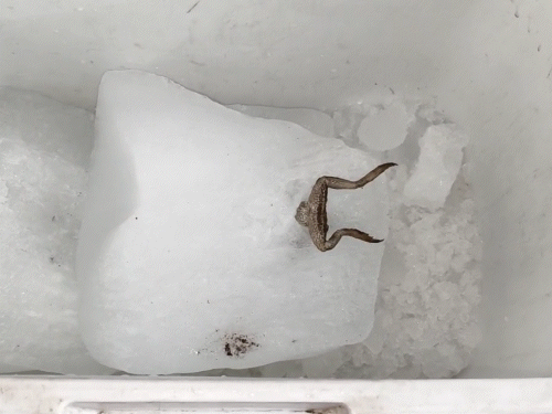 बर्फ डिपो से लाए गए सिल्ली में मरा हुआ मेंढक मिला।