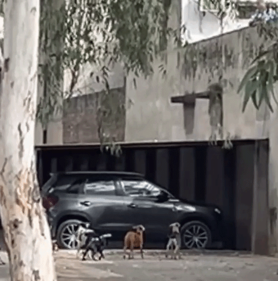 आवारा कुत्तों को खाने का सामान डालते आसपास के लोग।