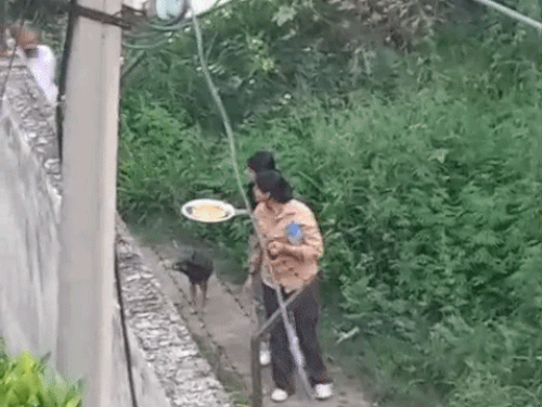 आवारा कुत्तों को खाने का सामान डालते लोग।