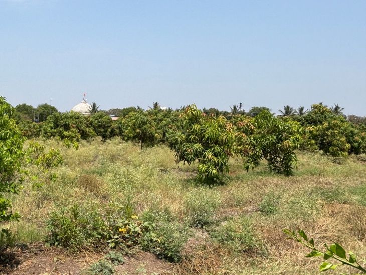 मंदिर के पास ही अशोक खरात के खेत हैं। इसी में आम का बाग है।