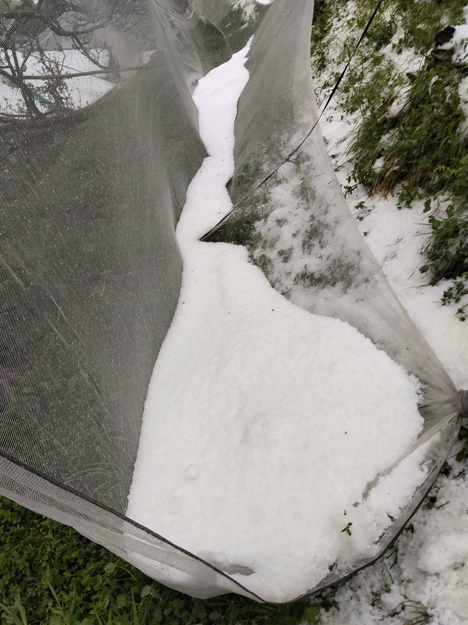 हिमाचल प्रदेश के कुमारसैन में ओले गिरने से एंटी हेल नेट क्षतिग्रस्त हो गई। एंटी हेल नेट फसलों को ओलावृष्टि से बचाने के लिए लगाई जाती है।