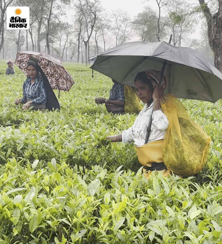 दुनियाभर की चाय का 13% हिस्सा अकेले असम के बागानों से पहुंचता है। भारत में पैदा होने वाली चाय का 50% हिस्सा असम से आता है। इसमें भी डिब्रूगढ़ जिला सबसे आगे है।