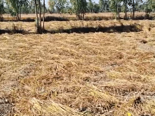 उत्तर प्रदेश के बाराबंकी में बारिश से कई बीघा गेहूं की फसल गिर गई।