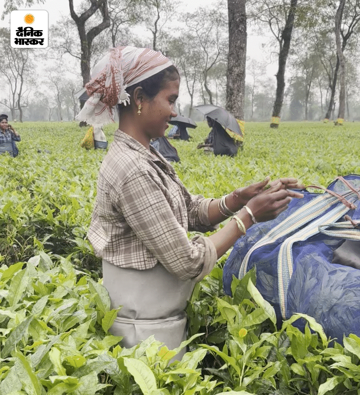 बागान से रोज पत्तियां फैक्ट्री भेजी जाती हैं, जहां 15 से 16 घंटे सुखाने के बाद उन्हें प्रोसेस कर पैकिंग के लिए भेजा जाता है।