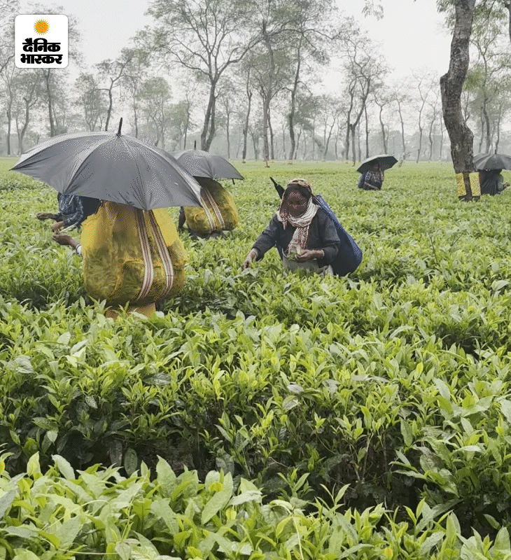बारिश में भी चाय की पत्तियां तोड़ने का काम नहीं रुकता। वर्कर्स छाता लगाकर काम करते हैं। अक्टूबर में पत्तियां तोड़ने का सीजन खत्म होने के बाद पेड़ों की कटाई-छंटाई होने लगती है।