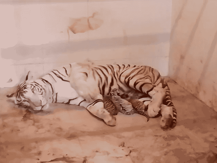 ग्वालियर के गांधी प्राणी उद्यान में अब बाघों की कुल संख्या 10 हो गई है।