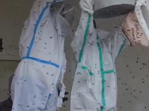 इसके बाद प्रिंसिपल पुकार ने अपने साथी कर्मचारी के साथ मिलकर कॉलेज में करीब 5 घंटे में 7 बड़ी मधुक्खियों के छत्ते हटाए।