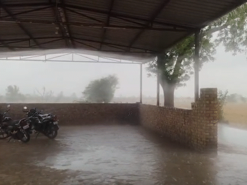 राजस्थान के श्रीगंगानगर में सोमवार दोपहर बाद कई इलाकों में बारिश हुई।