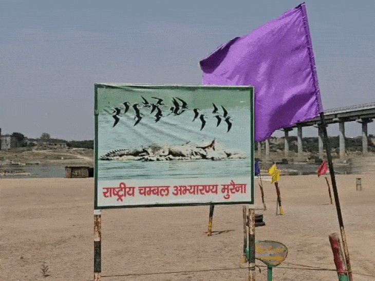 जैतपुर घाट पर सीएम डॉ. मोहन यादव ने चंबल नदी में घड़ियाल छोड़े थे।