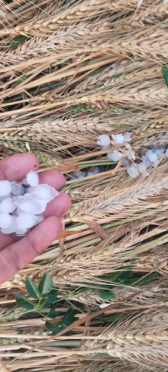 ओलावृष्टि व बारिश के कारण गेहूं की पकी फसल खराब हो गई थी।