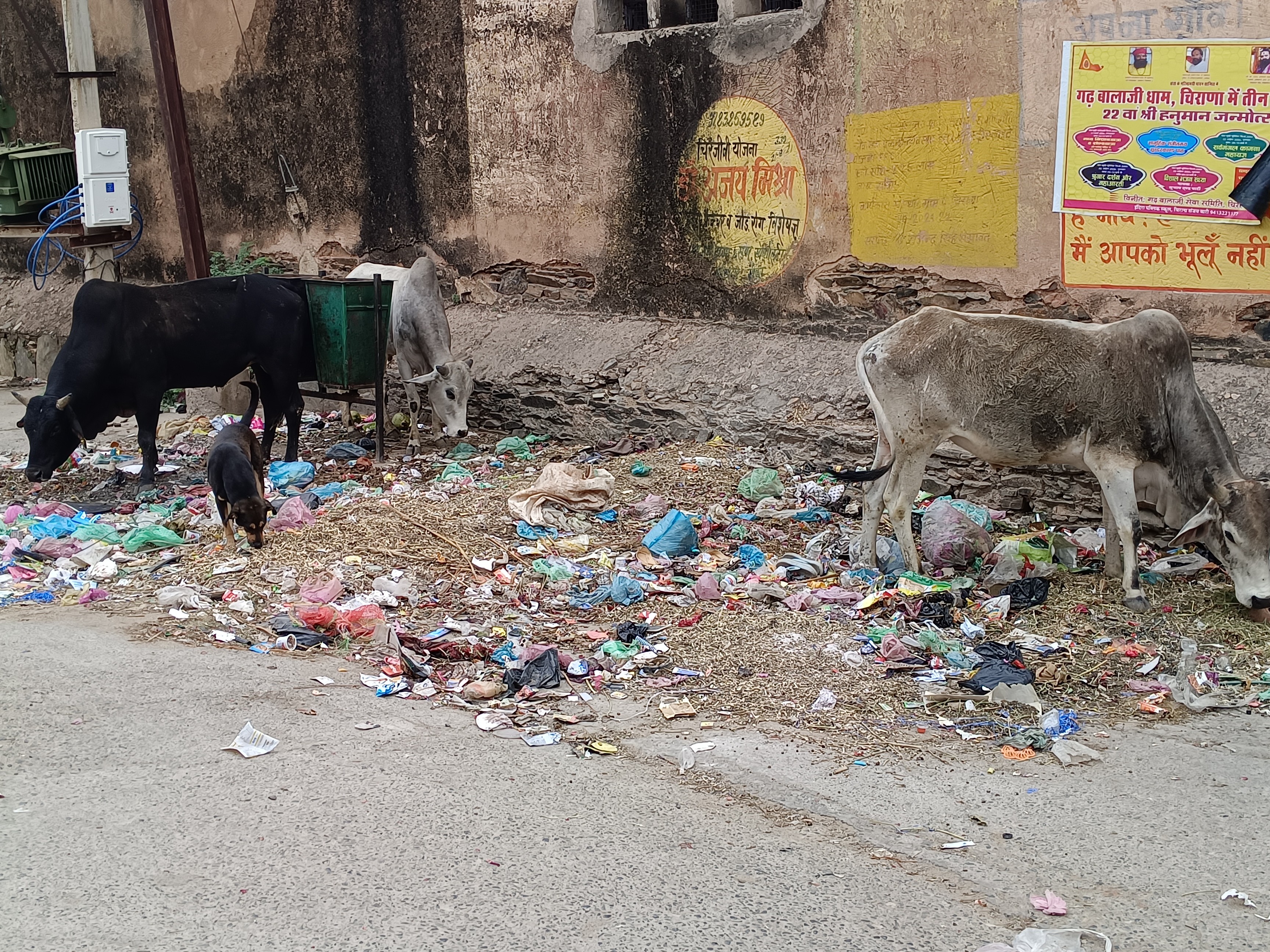 कचरे के इन ढेरों के पास पशु भी चरते देखे गए हैं।