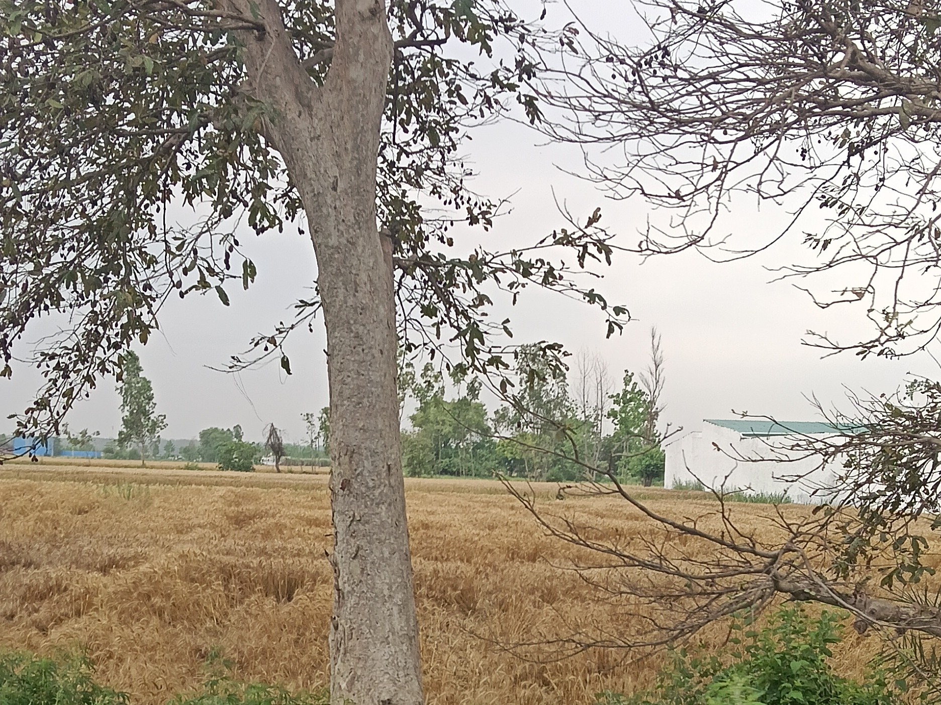 Hastinapur Farmers Demand Compensation | Crop Damage Due to Unseasonal Rain