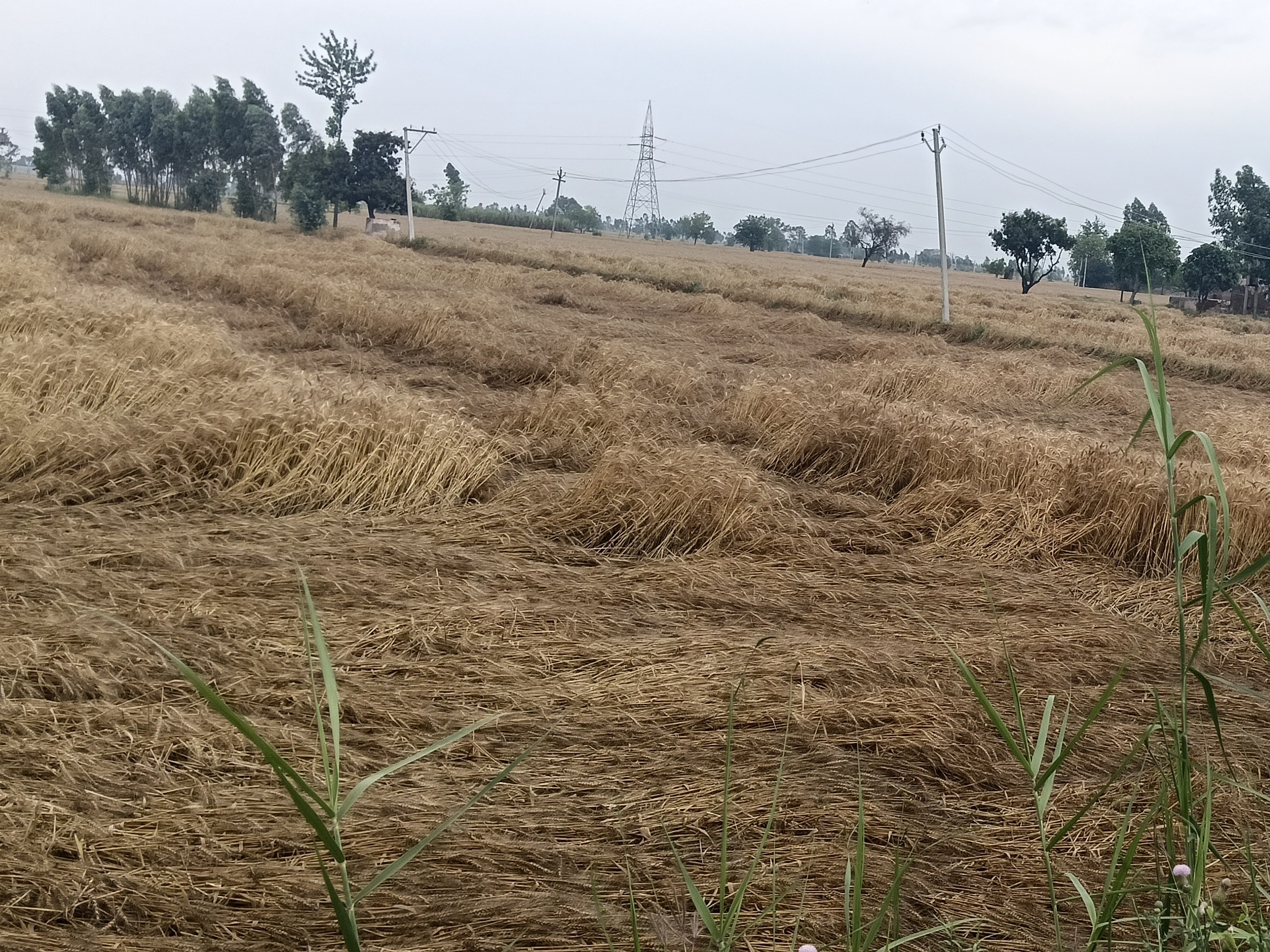 Hastinapur Farmers Demand Compensation | Crop Damage Due to Unseasonal Rain
