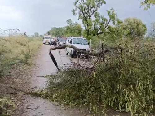 टोंक के नासिरदा के थांवला गांव में मंगलवार दोपहर अंधड़ से सड़क पर गिरा पेड़।