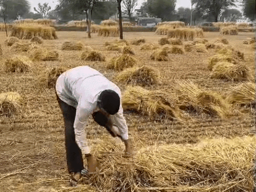 जयपुर जिले में लगातार बारिश से कई गांवों में गेहूं की फसल खराब। किसान बोले- 6 महीने की मेहनत खराब।