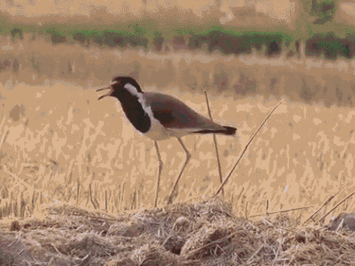 Simran Jaglan gave the female vocal in the song Boli A Tatiri.