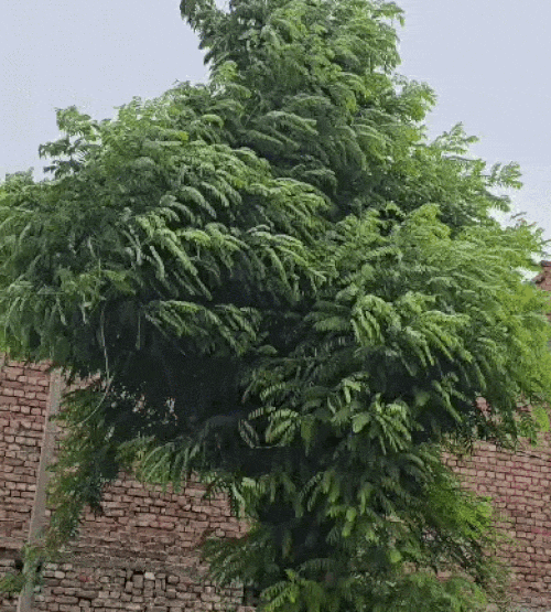 सोनीपत में तेज हवा चल रही है। बादल भी छाए हुए है।