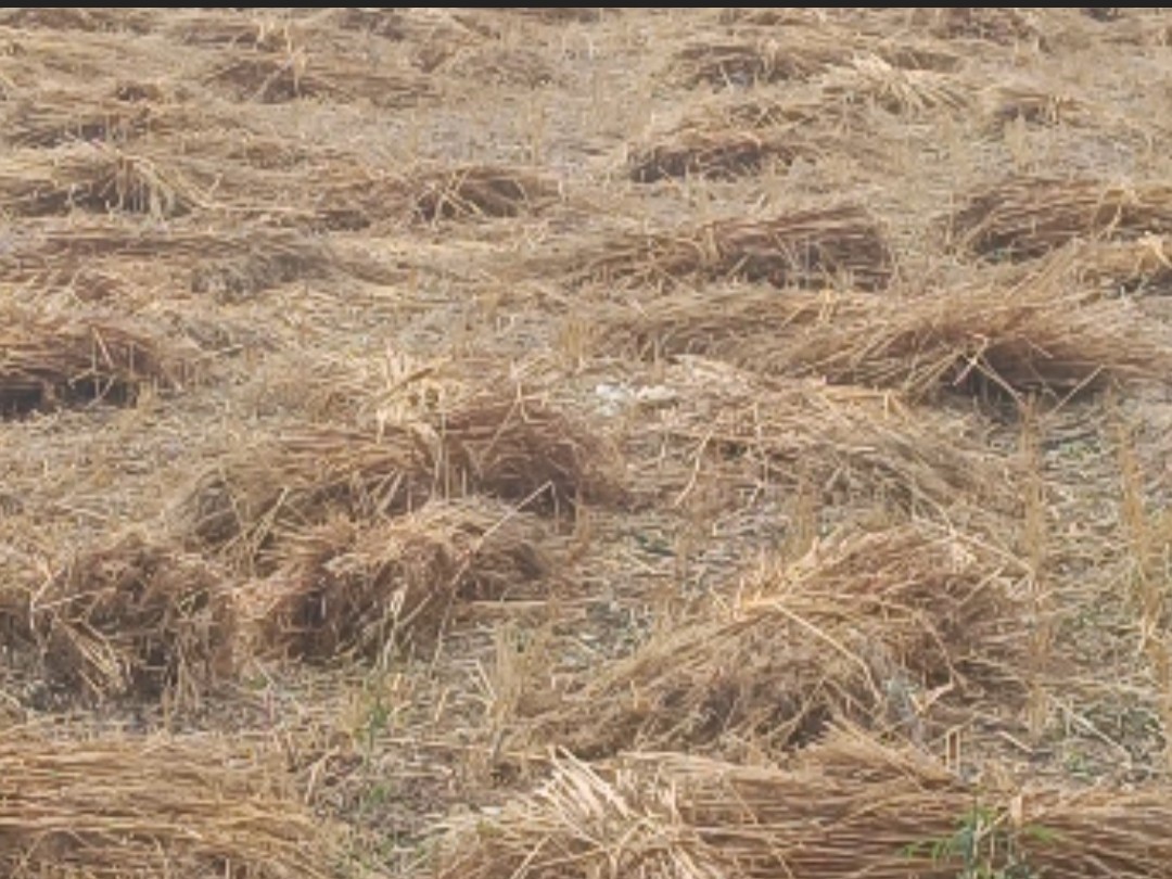 Jalaun Farmers Demand Compensation | Wheat Gram Crop Damage Due To ...