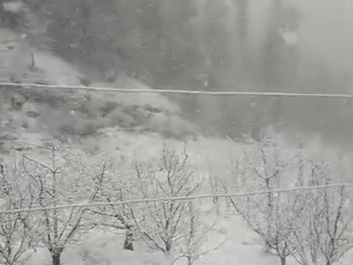 Fresh snowfall in apple orchard in Baghi, Shimla, Himachal Pradesh on Wednesday.