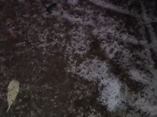 सीकर और झुंझुनूं जिलों के 6 गांवों में मंगलवार रात ओले गिरे। यहां फसलों को भी नुकसान हुआ है।