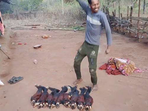 11 लोगों ने मिलकर 9 शेकरू का शिकार किया है।