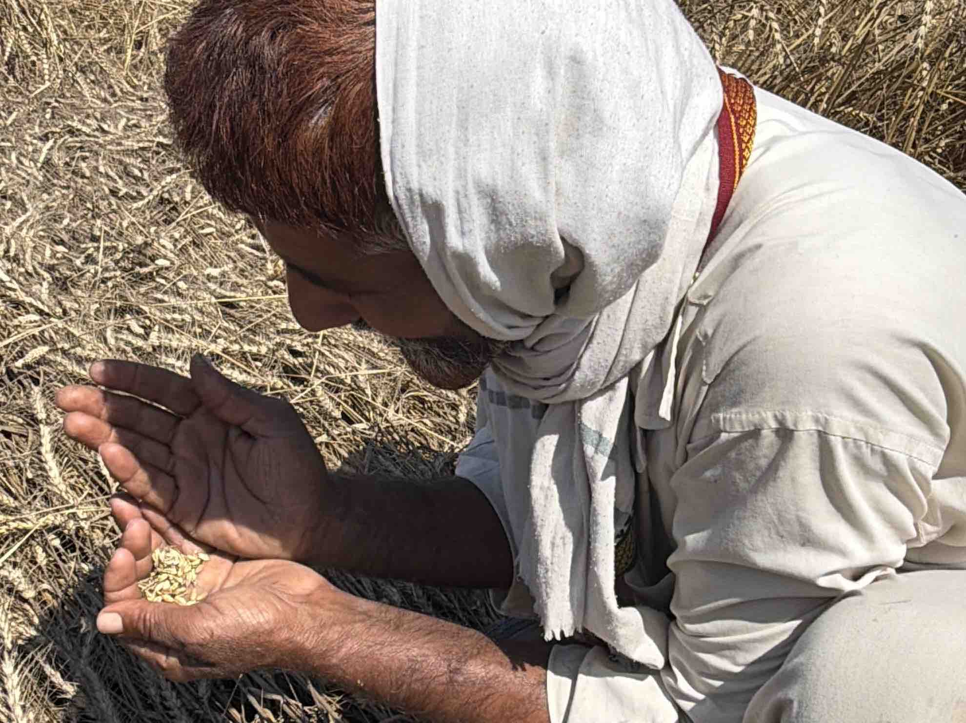 Rampur Wheat Crop Damaged By Rain | Farmers Demand Compensation