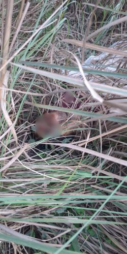 घर से डेढ़ किलोमीटर दूर झाड़ियों में करन का शव खून से लथपथ मिला।