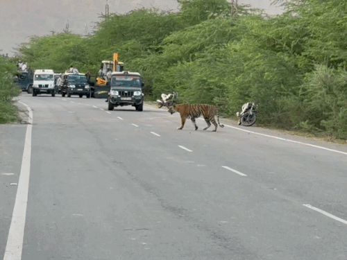 अपने टेरिटरी से करीब करीब 11 किलोमीटर दूर बाघिन नूर का मूवमेंट नजर आया है।