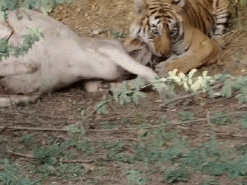 बाघिन टी-39 नूर की उम्र करीब 18 साल है और उसके अपने इलाके से बाहर जाकर शिकार करने पर वन विभाग अलर्ट हो गया है।