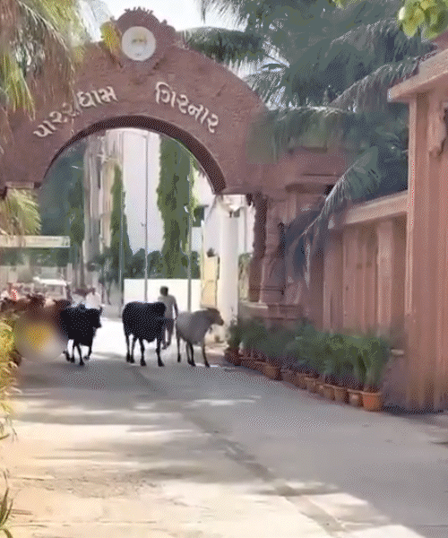 गुजरात के गिरनार की पारसधाम में गायों को छप्पन भोग दिया गया।