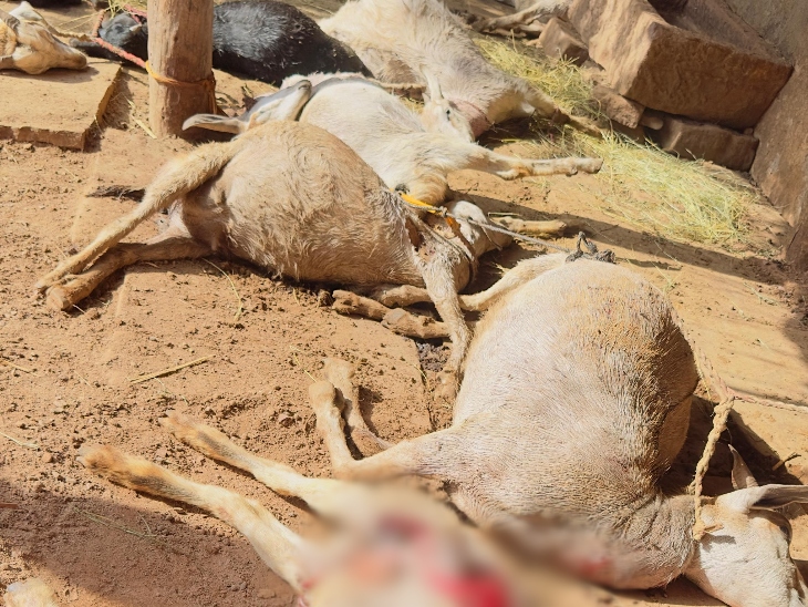 पेट फटे मिले, शरीर पर थे जख्म, पुलिस ने वन्यजीव हमले की आशंका जताई, पोस्टमार्टम रिपोर्ट का इंतजार|बिलासपुर (छत्तीसगढ़),Bilaspur (Chhattisgarh) - Dainik Bhaskar