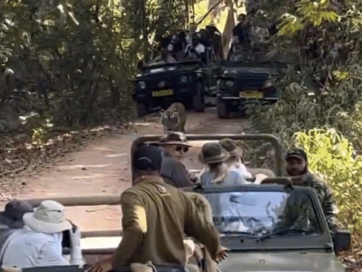 जोन नंबर-3 में टाइगर रास्ते में आया तो आगे-पीछे चार जिप्सी से टाइगर को घेर लिया।