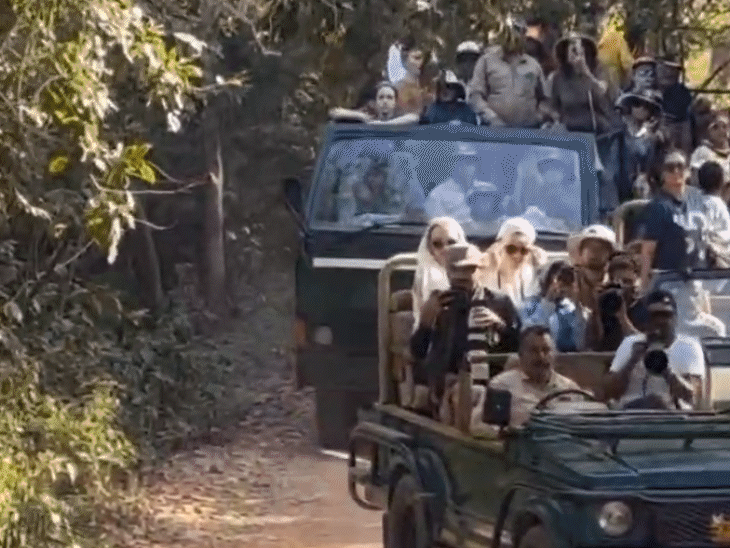 टाइगर के मूवमेंट में परेशानी के बाद विभाग ने कार्रवाई की है। टाइगर जिप्सी के बिल्कुल पास पहुंच गया था।